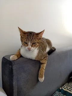 Chat trouvé Européen