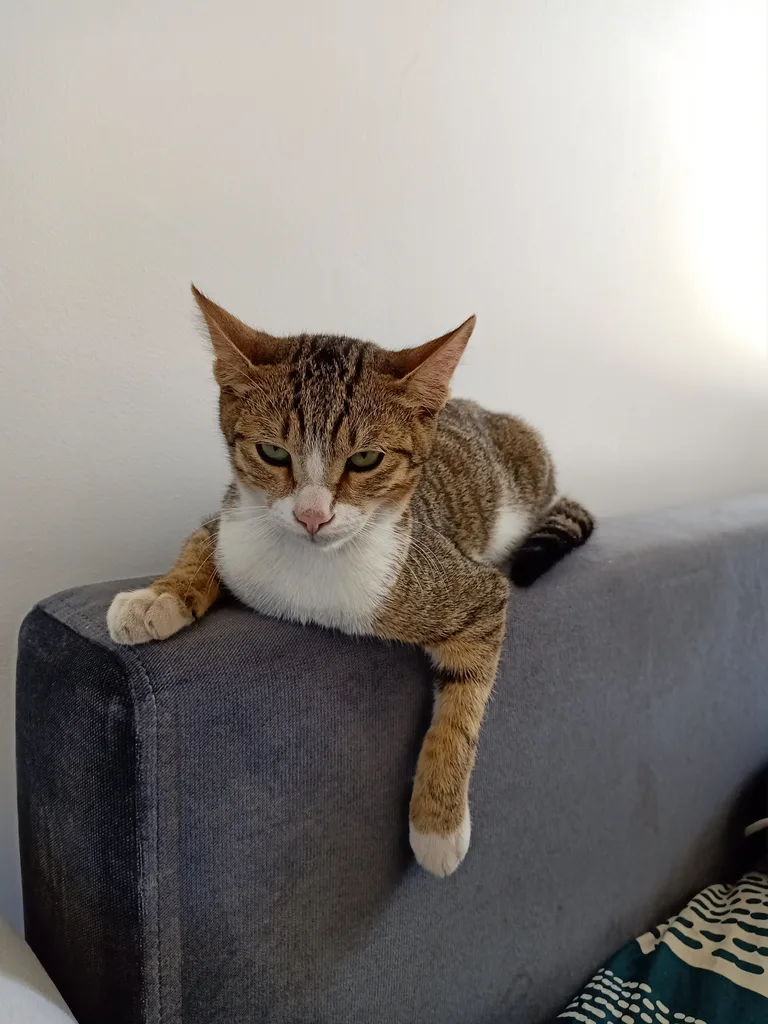 Chat trouvé