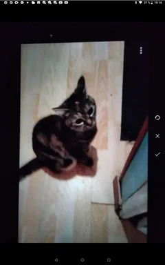 Chat perdu Européen