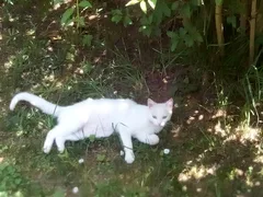 Chat perdu Européen