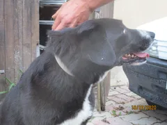 Chien trouvé Border Collie