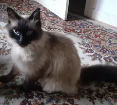 Chat perdu Siamois