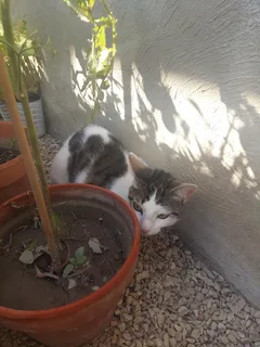 Chat trouvé Européen