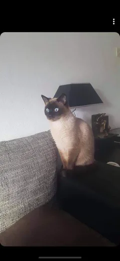 Chat perdu Siamois