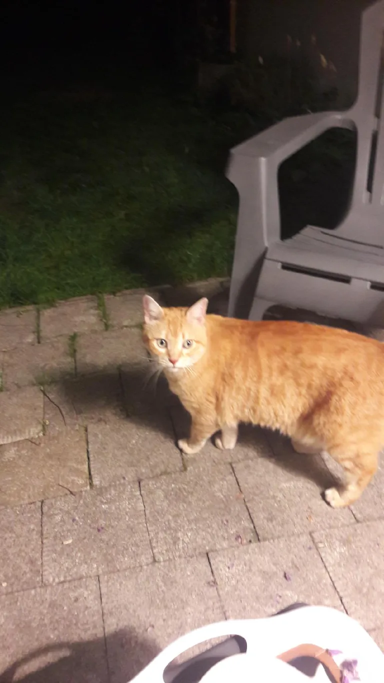 Chat trouvé