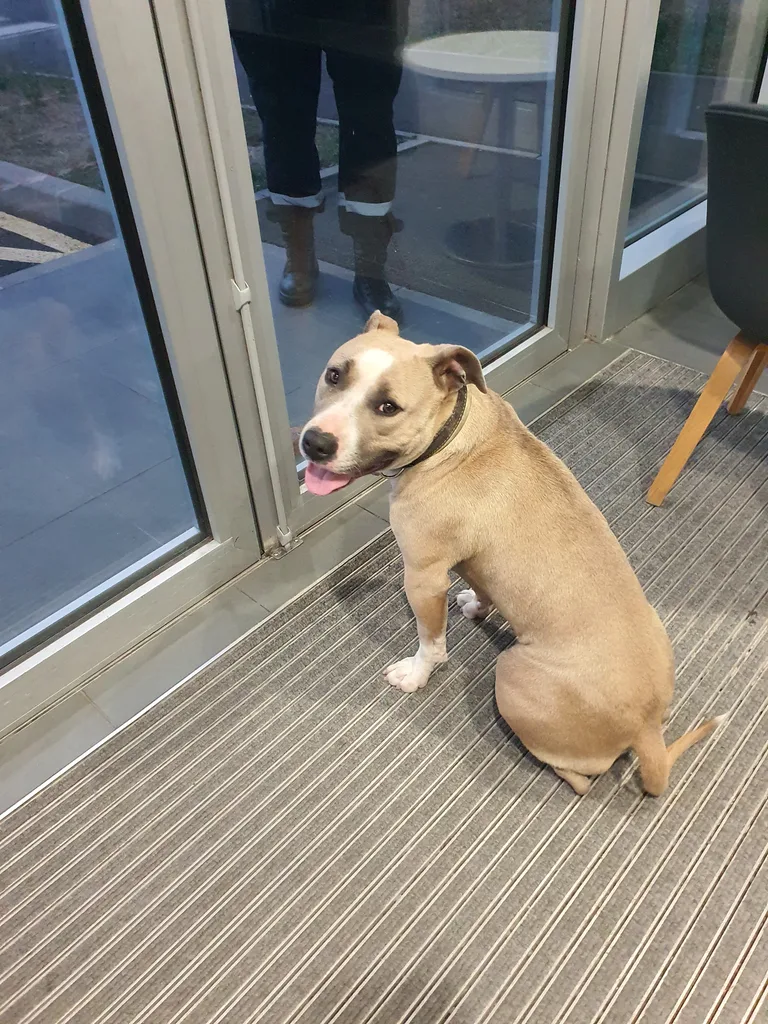 Chien trouvé