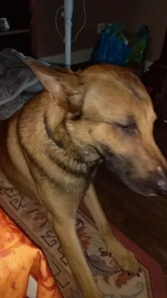 Chien trouvé Berger Belge Malinois