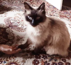 Chat perdu Siamois
