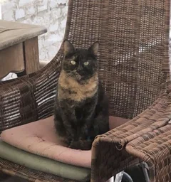 Chat perdu Européen