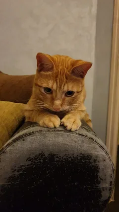 Chat perdu Chat Tigre