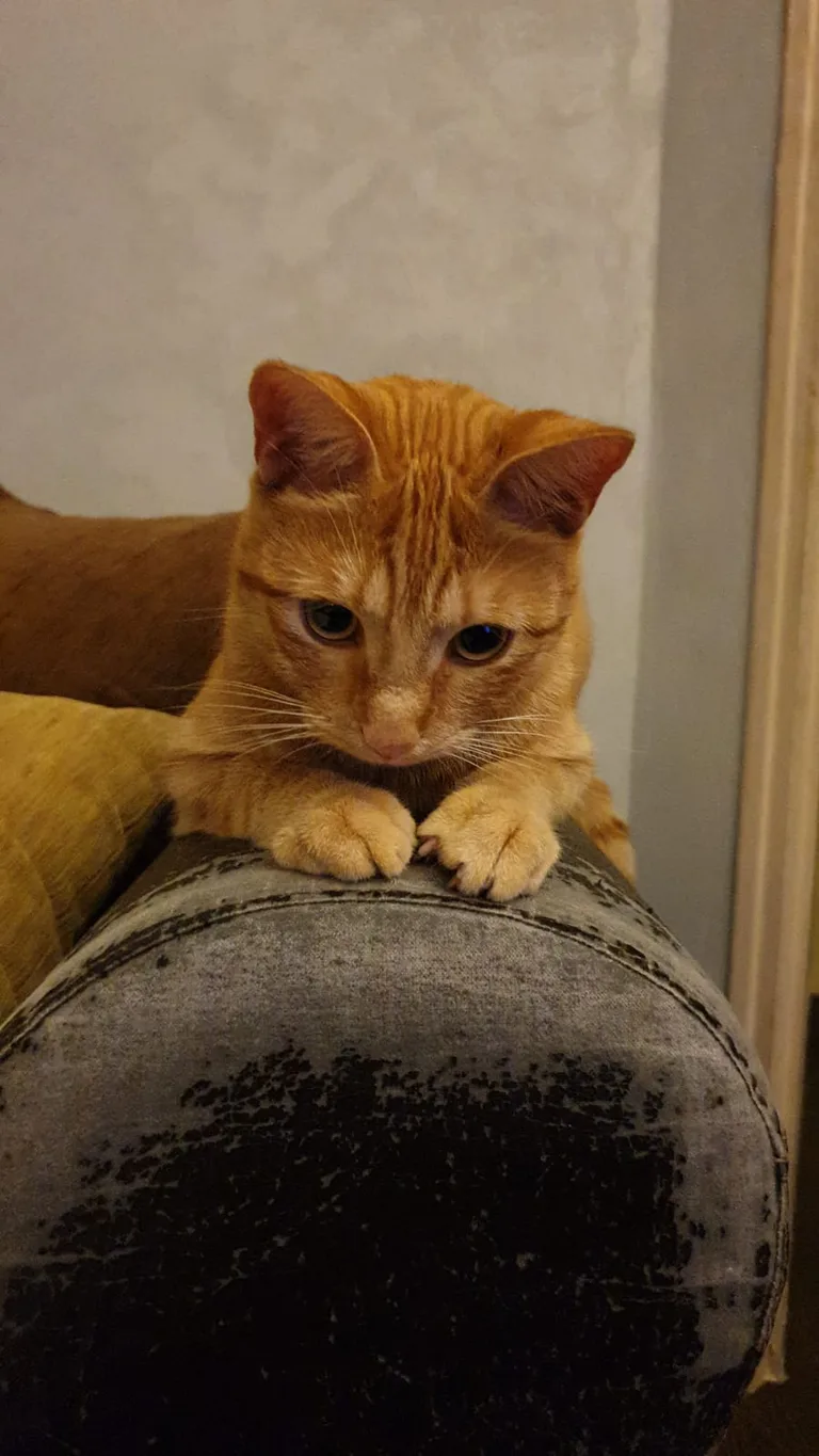 Leo