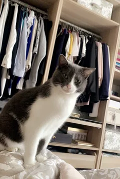 Chat perdu Européen