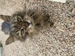 Chat trouvé Croisé