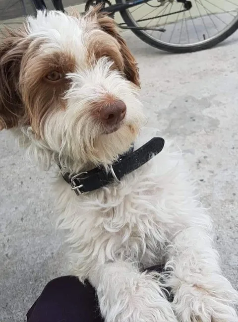 Olaf