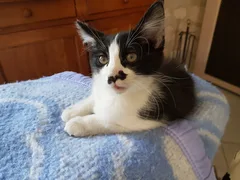 Chat trouvé Européen