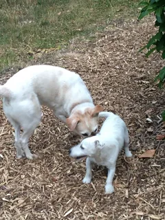 Chien trouvé Jack-Russell-Terrier