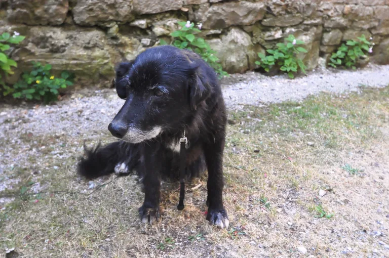 Chien trouvé