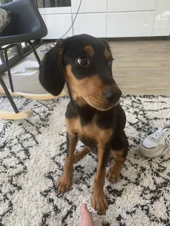Chien perdu Dobermann