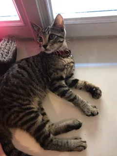 Chat trouvé Européen