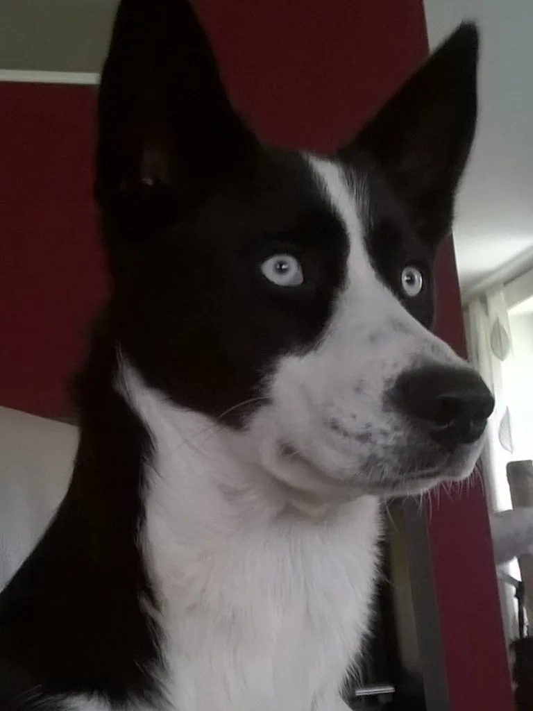 Molly