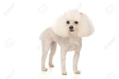 Chien perdu Caniche