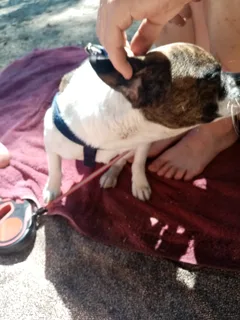 Chien perdu Bouledogue Français