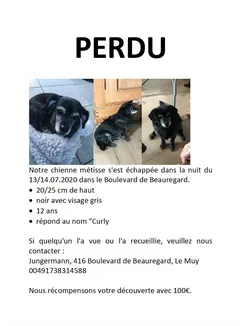 Chien perdu Teckel