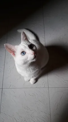 Chat perdu Européen