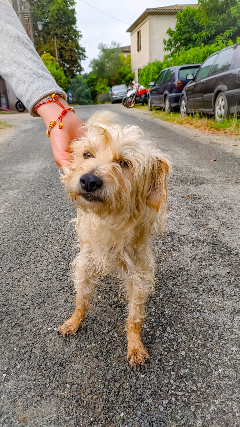 Chien trouvé