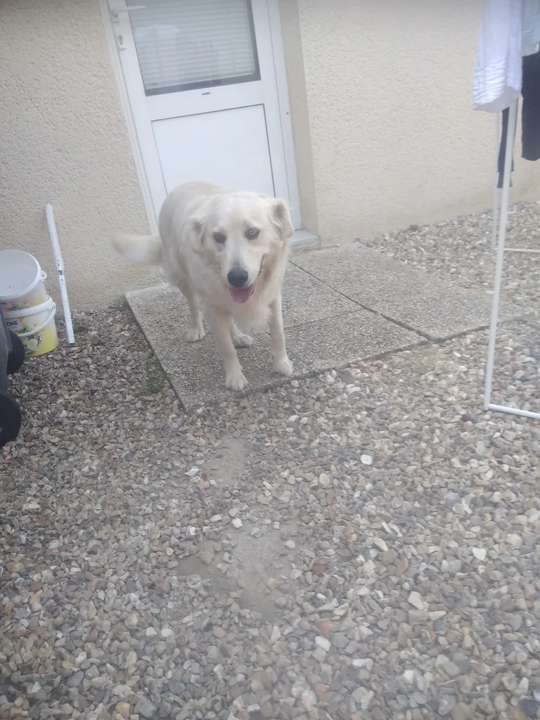 Chien trouvé