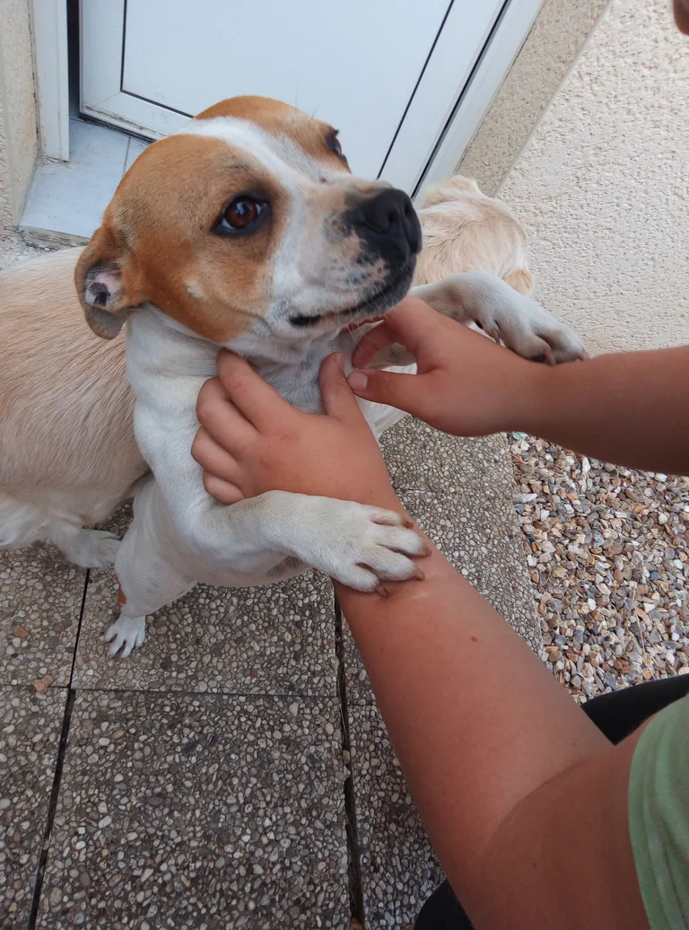 Chien trouvé