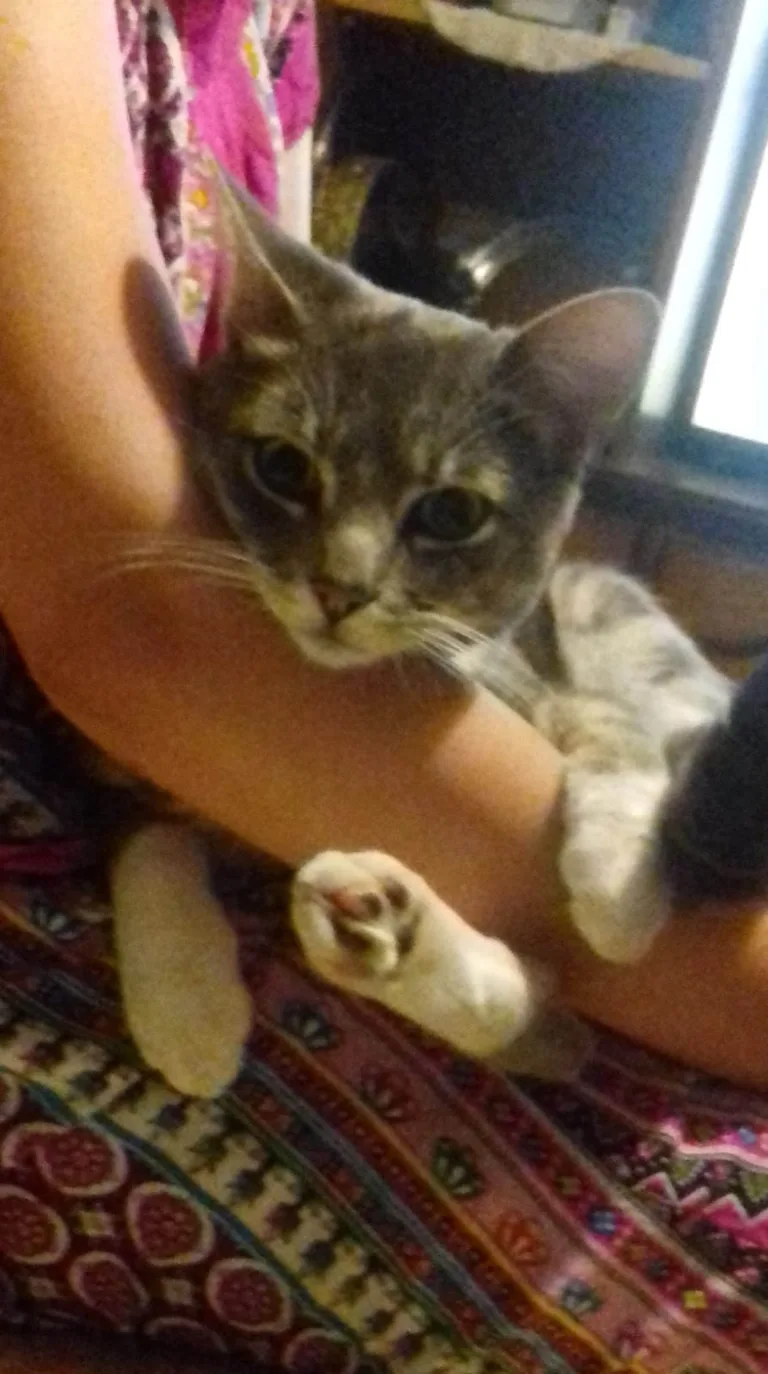 Minou