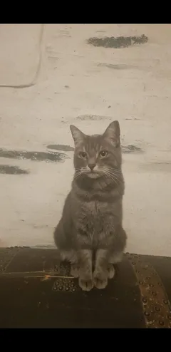 Chat perdu Européen