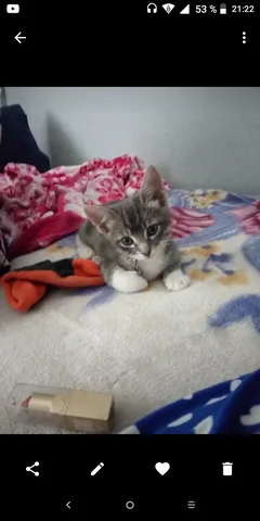 Chat perdu Européen