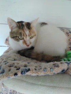 Chat perdu Européen