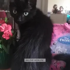 Chat perdu Européen