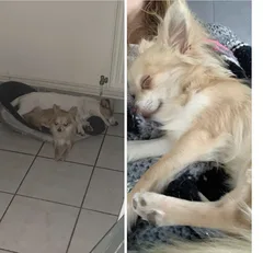 Chien perdu Chihuahua