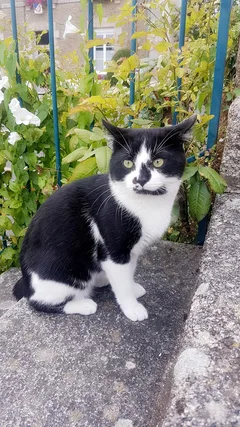 Chat perdu Croisé