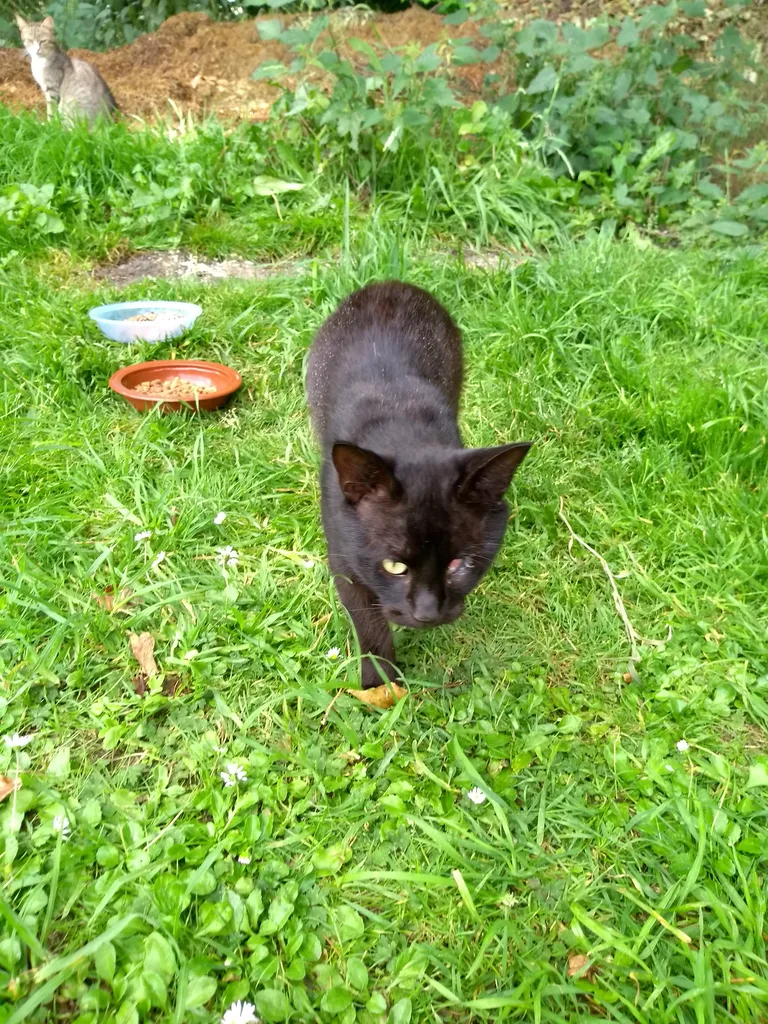 Chat trouvé