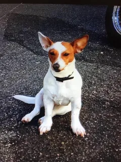 Chien perdu Jack-Russell-Terrier