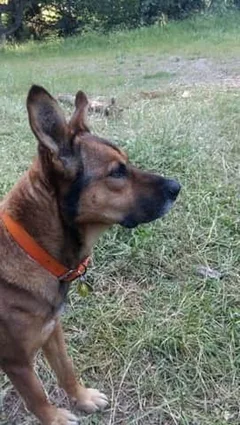Chien perdu Berger Belge Malinois