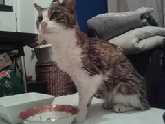 Chat trouvé Européen