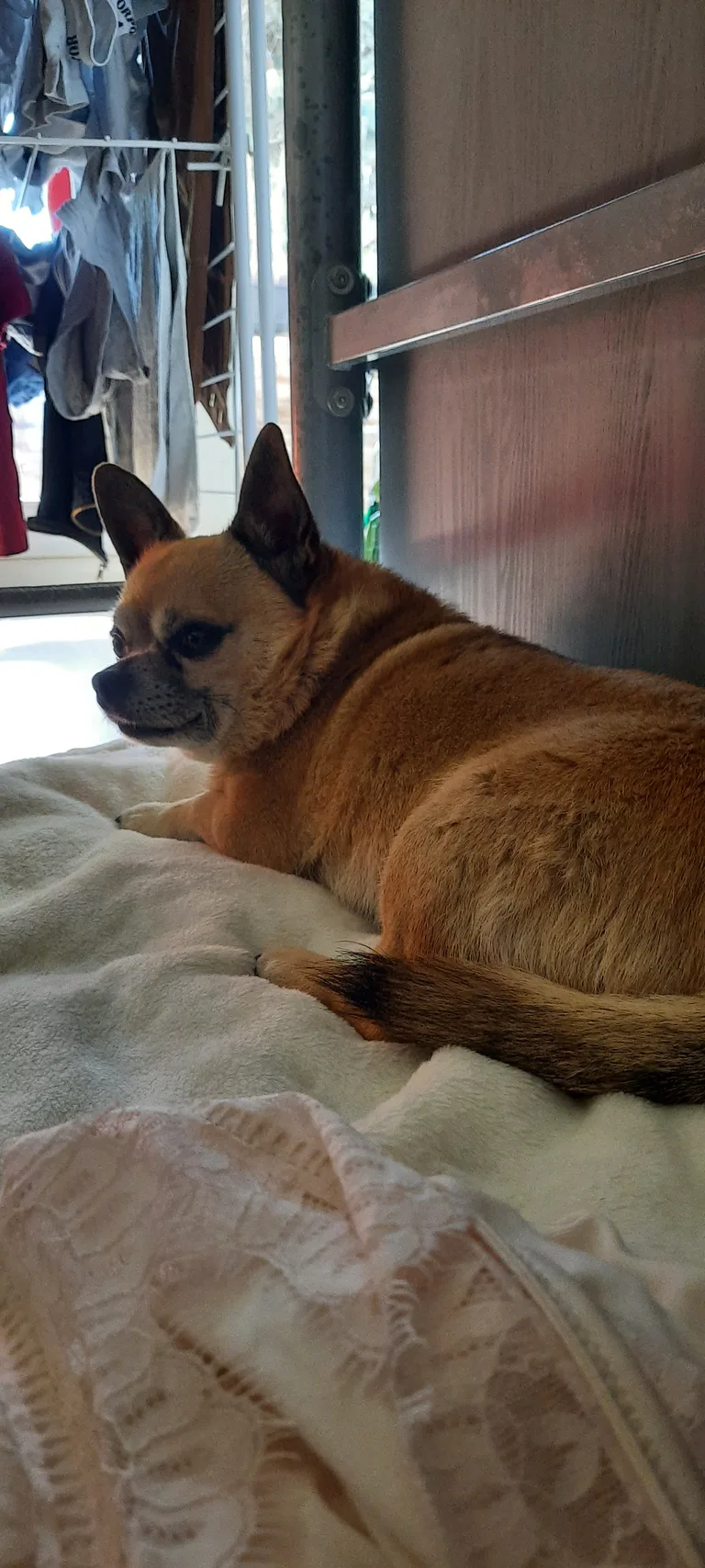 Chien trouvé