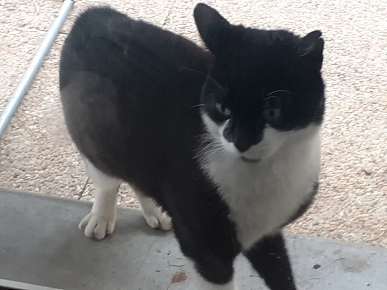 Chat trouvé