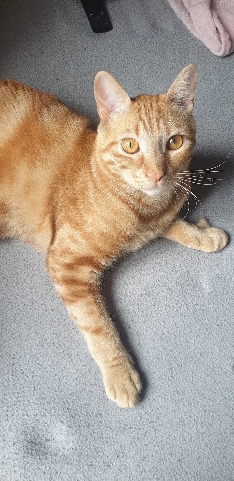 Loki