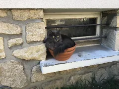 Chat perdu Persan