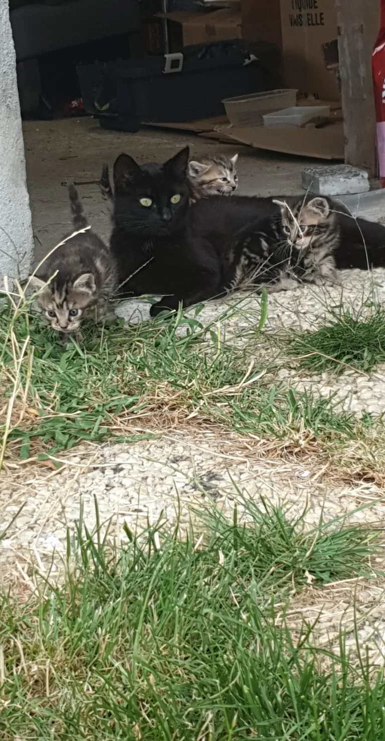 Chat trouvé