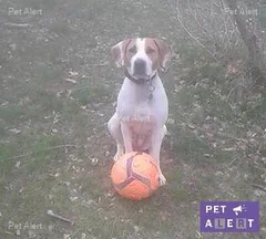 Chien perdu Beagle