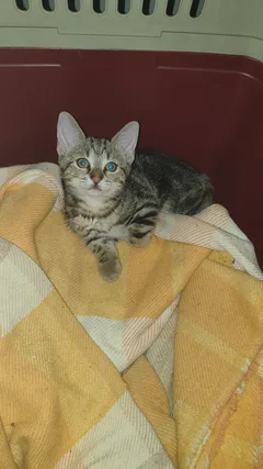 Chat trouvé Européen