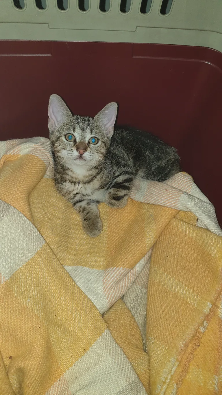 Chat trouvé